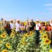 Comenzó la Temporada de Girasoles 2025 en González